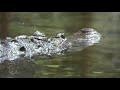 krokodil schwimmt crocodile croc swims