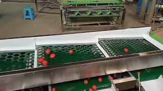 tomato sorting machine, tomato grading machine