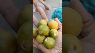 ఎంతమందికి ఇ చిన్న నారింజ   పండు తెలుసు??| How many of U know this sour fruit😋#vitaminCfruit#viral