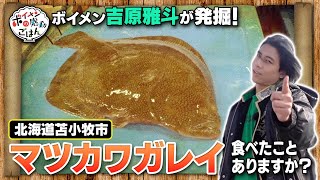 ボイメンの感動ごはん（ゴゴスマ）／1月24日放送／マツカワガレイ／北海道苫小牧市