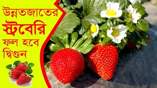 উন্নতজাতের স্ট্রবেরি চাষ | ফল হবে দ্বিগুন | KrishiBID