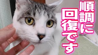 【保護猫】避妊手術をした猫の体力が落ちていましたが、完全回復しました!!ありがとうございます!!