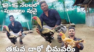 SAI_FARMS_HYD JATHI KOLL beemavaram Koll 12 to 15 months 9182775075 😱😱📞🐓