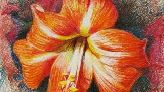 【土人教画】306 教彩铅画-百合花 terrain art class  Crayon-Lilium  土人老师网课报名微信号16478318998