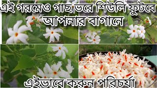 তীব্র গরমেও গাছ ভরে ফুল পেতে শিউলি গাছের পরিচর্যা ।