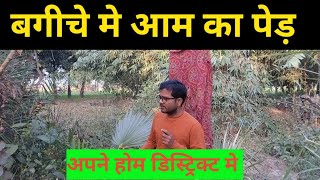 अपने बगीचे मे आम का पेड़ लगाया | Home District Gardening Mango plant