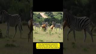 Hartebeest young attacked by zebras in the Wild | Natural Animal Instincts