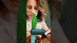 How do you brush your cactus? #marriage #southern #comedy #dadjokes