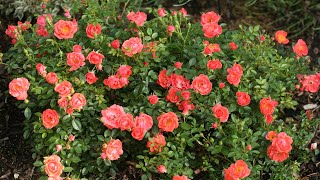 Series Of The Week November 11-17: Oso Easy® Roses (25% Off)