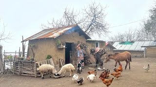 Collecting Firewood for Winter | A Woman’s Journey with Her Horse