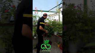 تمتع بزراعة الجهنمية بهذه الطريقة Growing Bougainvillea Cuttings #الجهنمية #bougainvillea