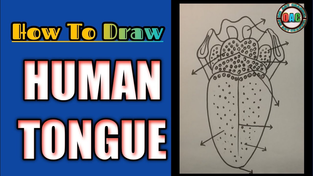 Human Tongue Diagram Human Tongue Anatomy Drawing How To Draw Human