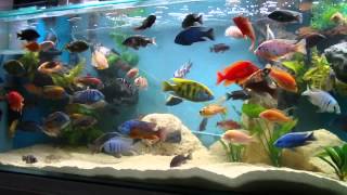 African Cichlid 100 Gallon Tank Update  28.6.14