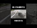 迷い犬を通報する事になった モトブログ 俳優 ツーリング