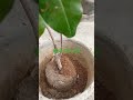 my garden new lichi plant ytshorts motivation gardening garden mygarden pyarenabikibaten