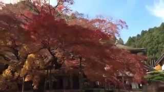 糸島雷山　千如寺大悲王院　大楓の紅葉