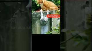 சொல்பேச்சு கேக்கலைன்னா😂🤣🤣 அடிதான்😂🤣🤣dog video#funny#viral#trending#shorts#dog comedy