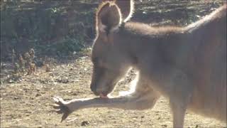 東松山こども動物自然公園2021 1 30