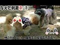 【後悔する前に見て】犬の社会性を育てるために行ったこと 成長記録