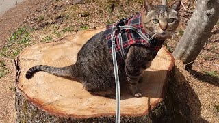 新しいハーネスでお散歩するはな。-Hana enjoys the outside garden with her new harness.-