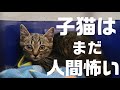 まだひとのやさしさを知らない怯えた子猫を保護した