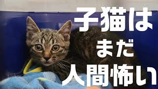 まだひとのやさしさを知らない怯えた子猫を保護した