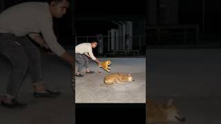 FAKE TIGER VS DOG PRANK PART 6! | SAGOR BHUYAN