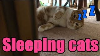 【Even now sleeping cats】今にも眠りそうなネコ