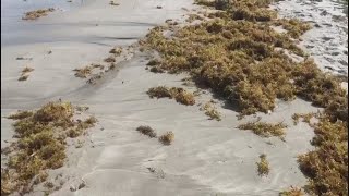 Sargassum blob heads for Florida