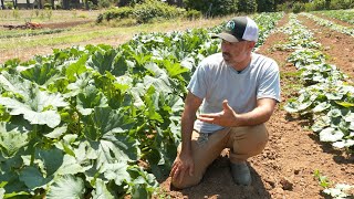 Planting and Weeding of Winter Squash