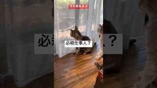 必殺仕事人？うち来るネコ102 #猫 #ねこ #癒し #cat #shorts