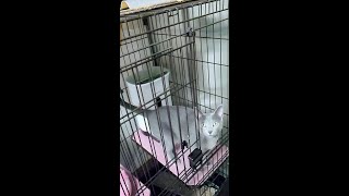 【猫動画】いたずらしても向こうが一枚上手なロシアンブルー【russianbule】Scolding the mischievous Russian Blue ......