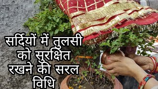 🙏देखिए मैं तुलसी को ठंड (सर्दी)से कैसे बचाती हूं ||Tulsi plant care in winter 2022