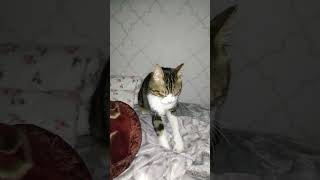 【😺猫の飼い主目線】寝る前の毛布モミモミ　CAT owner's perspective✨