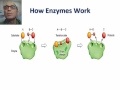 Enzymes