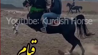 هەزار ماشەڵا لە ئەسپی ڕەسەنی کوردی (قیام)