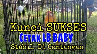 Rahasia Mencetak Lovebird BABY Durasi,Jalan lapang & Stabil di Lapangan