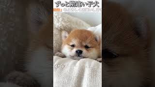 犬のおもしろ動画にツッコミどころ満載なアフレコしてみた＃234【タオル】【ハプニング映像】#shorts　#アフレコ #面白動画