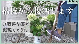 【ガーデニング初心者】おしゃれな庭造りはアナベルから！育てやすい植物を学ぼう