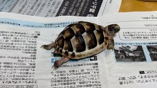 マルギナータリクガメ散歩_4