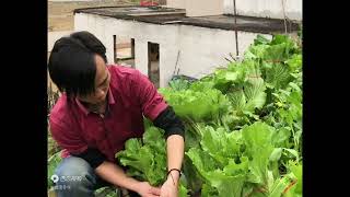 小时候看妈妈就是这样绑大白菜的！听老人说这样做白菜比较快白