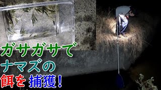 ガサガサで黄金ナマズの餌を捕獲する！