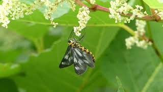 Cystidia Moths Visit Japanese Knotweed Flowers 240fps トンボエダシャク♀♂（蛾）がイタドリの花で吸蜜スローモーション