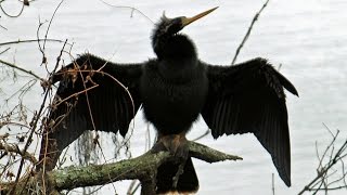 Anhinga (SnakeBird) Calls FYV