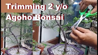 Trimming 2 y/o Agoho bonsai