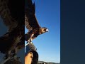 peregrine falcon shorts