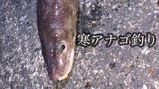 大型が出る初冬にマアナゴを狙ってみた