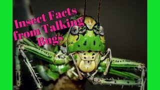 WOW! Talking Insects 🐜🐞🐝 Learn about Bugs from Talking Insects