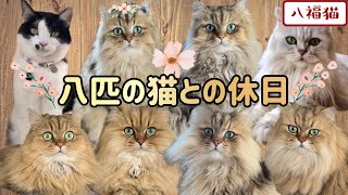 【猫と暮らす】猫と過ごす幸せなひと時【八福猫】