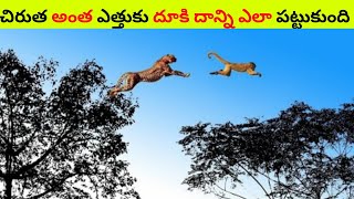 చిరుతపులి దాడి ఎందుకు అంత ప్రమాదకరం? || WHY LEOPARD ATTACK IS SO DANGEROUS ?